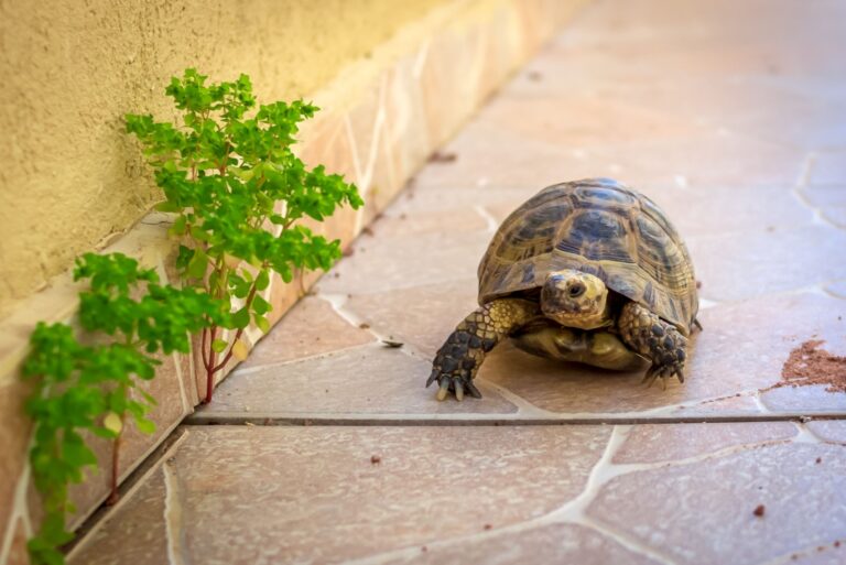 The domestic turtle walks in the yard.