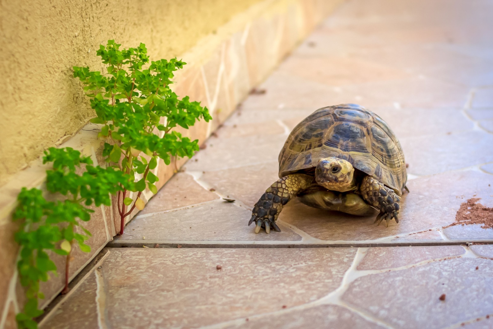 What Utah Homeowners Should Do If They Spot A Turtle In Their Yard