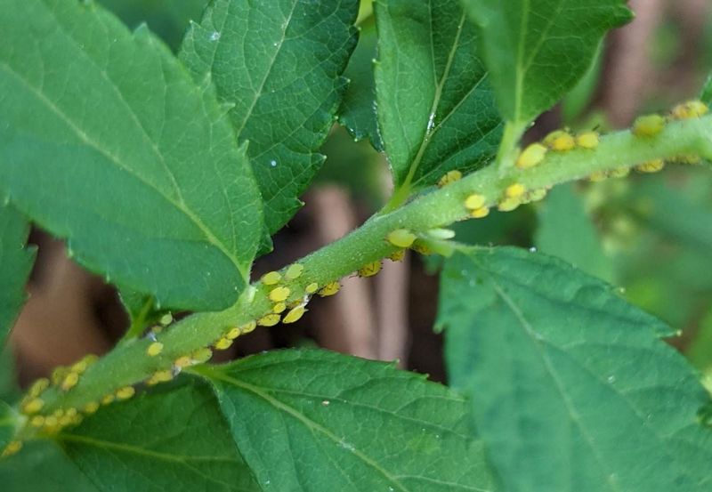 Aphids Continue Multiplying