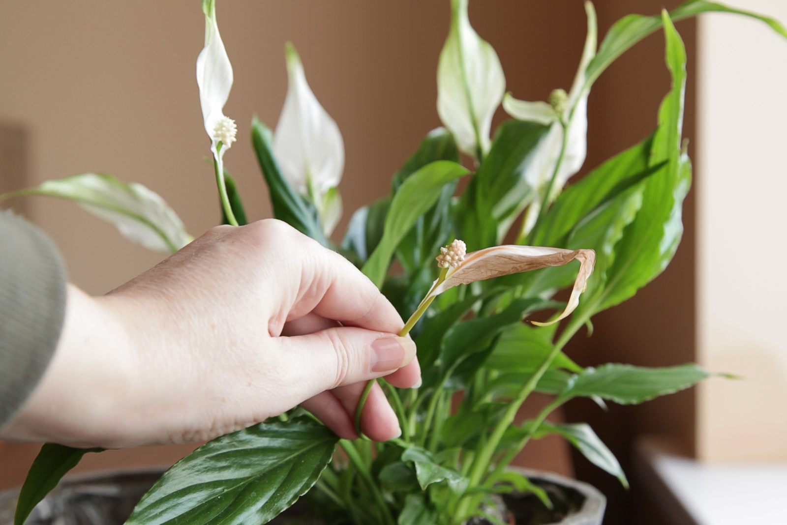 Peace Lily