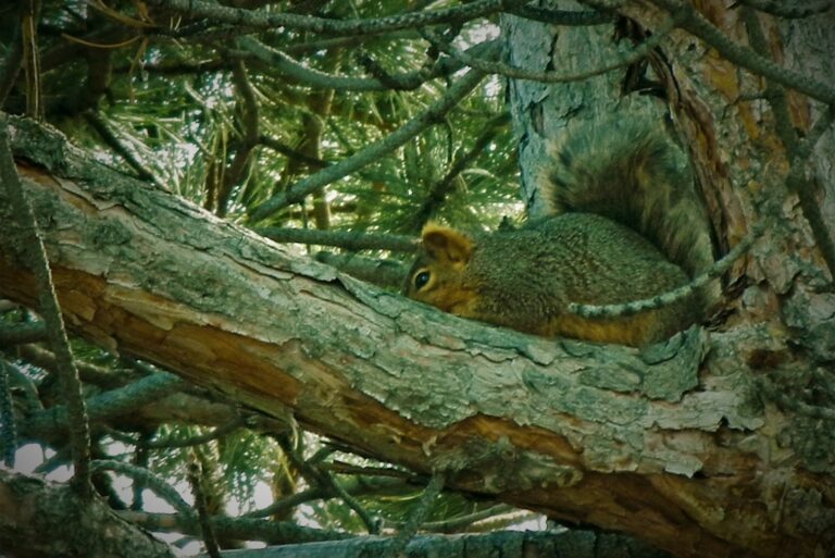 squirel in a tree