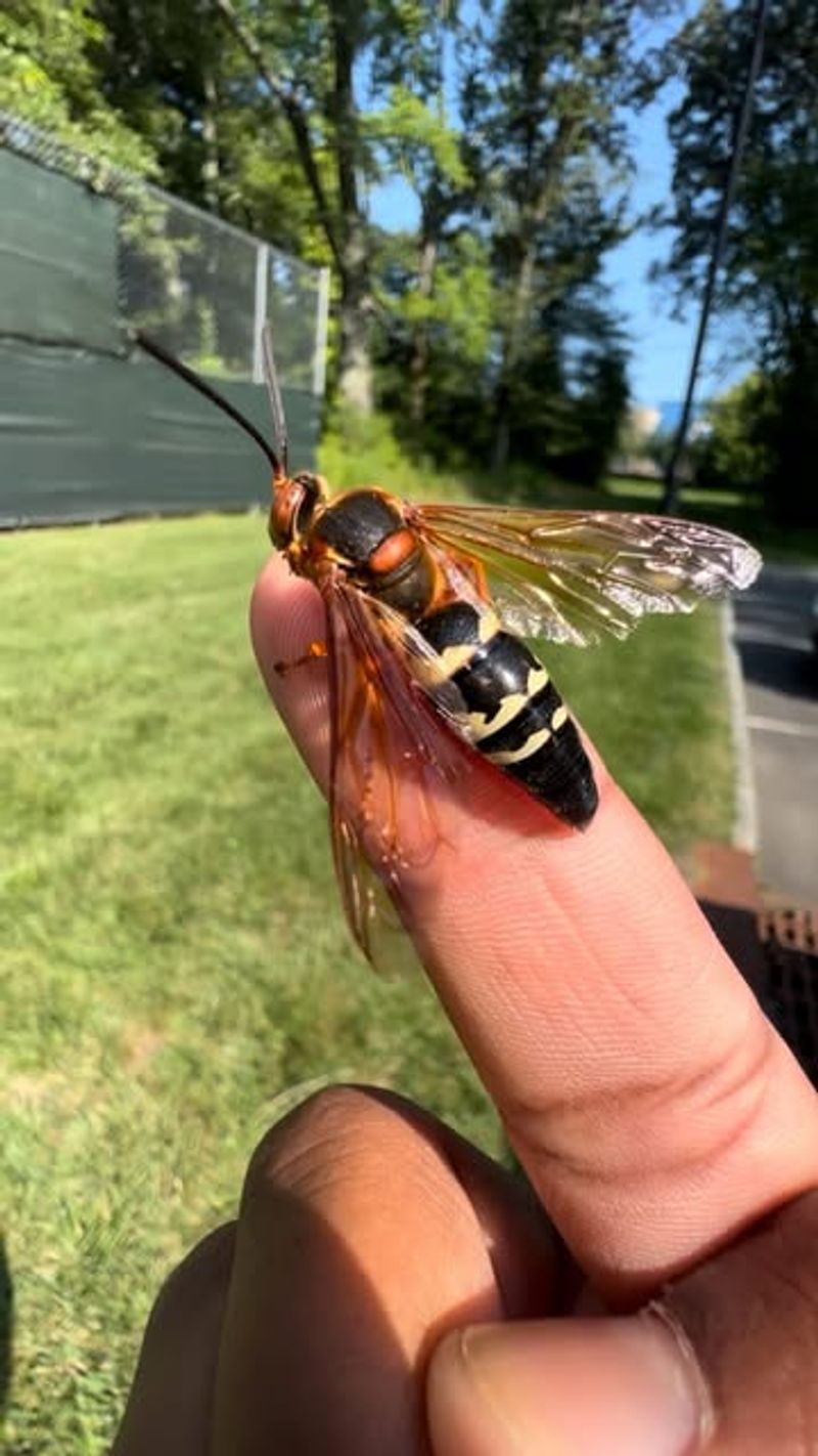 Giant Hornet (Cicada Killer)