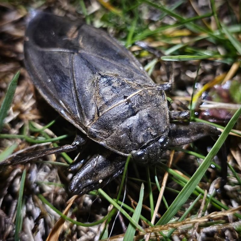 Giant Water Bug