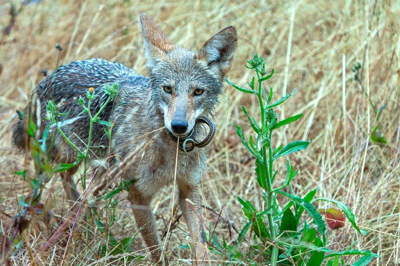 Never Feed Coyotes Or Leave Food Outside