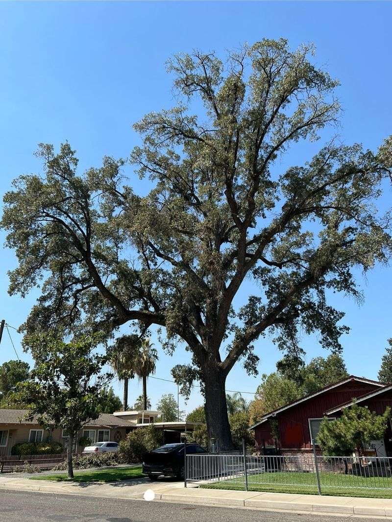 If the Tree Poses Structural Danger