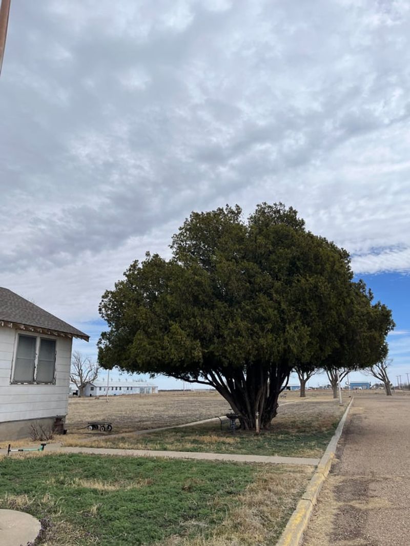 If the Tree Creates a Fire Hazard