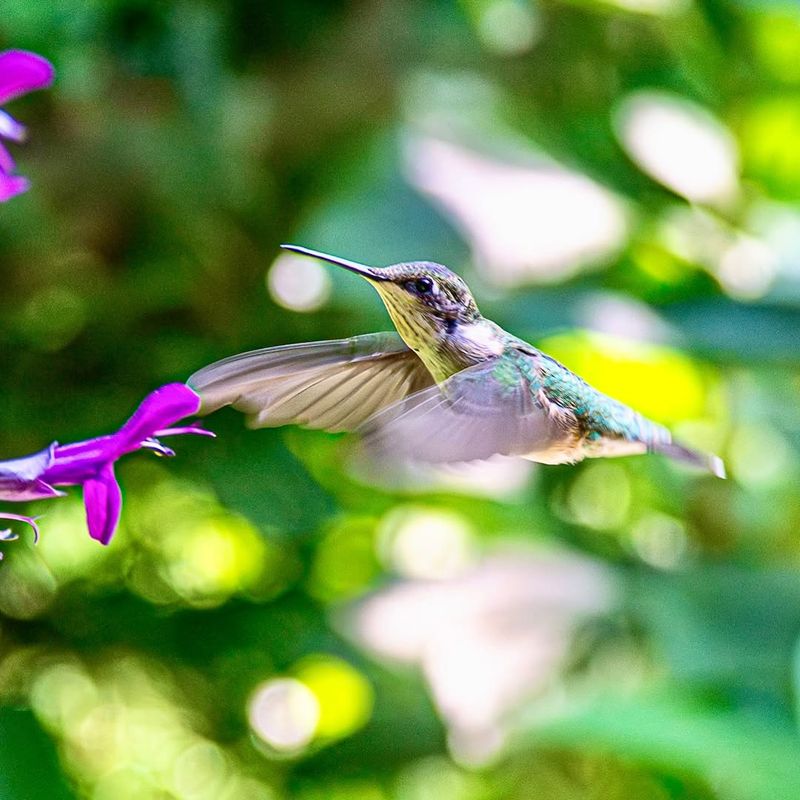 Peak Migration Happens In September And October