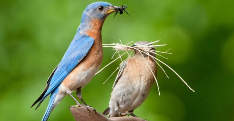Eastern Bluebird