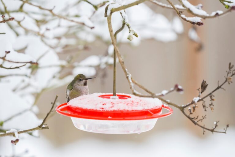 Hummingbird Feeders(featured image)