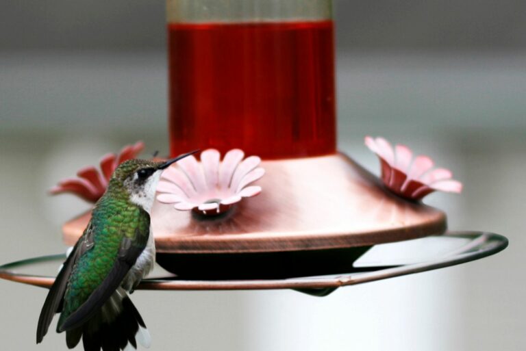 Hummingbird on feeder