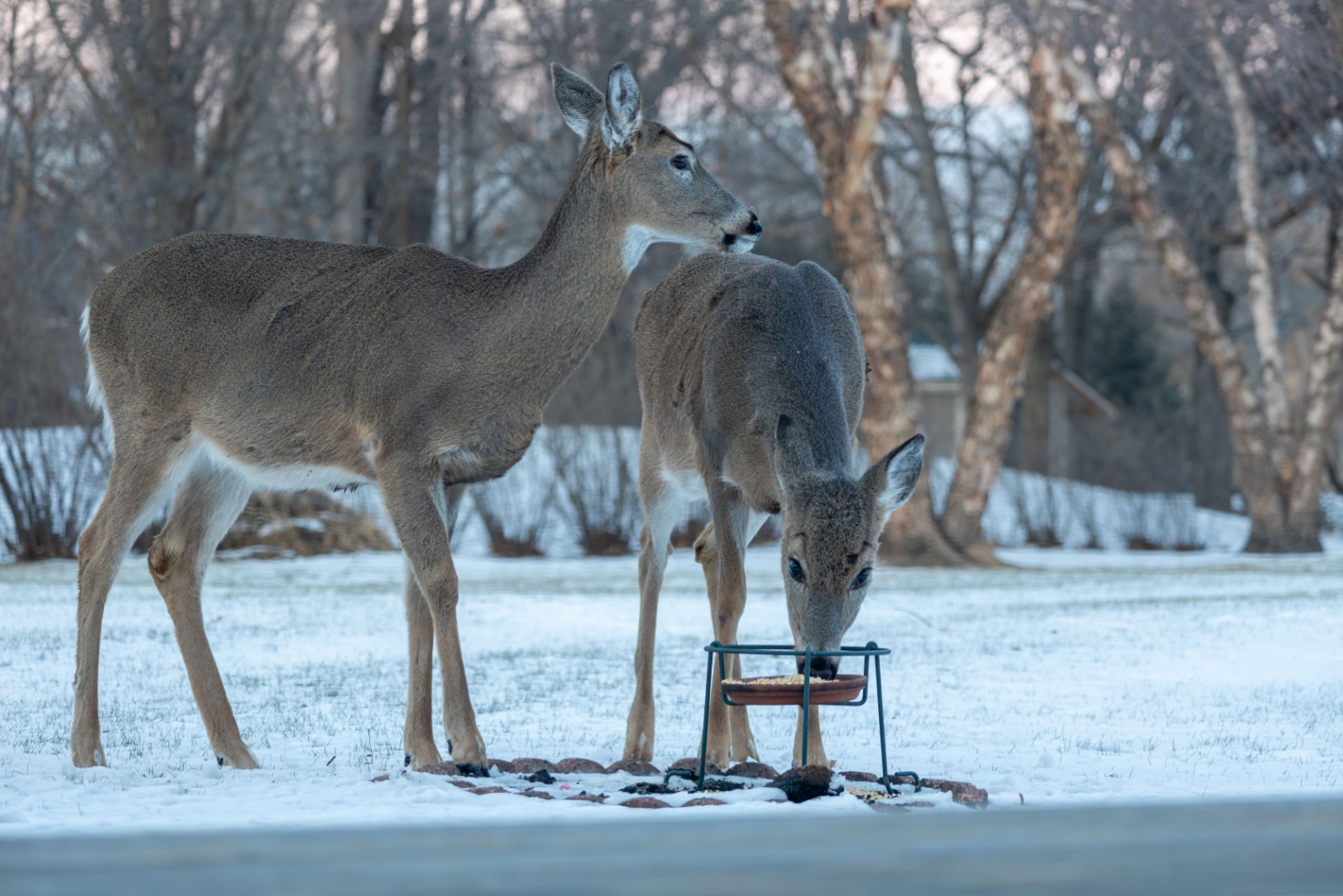 When Pennsylvania Residents Should Pull Down Deer Feeders For Winter Prep
