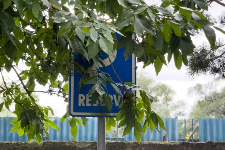 tree (featured image)