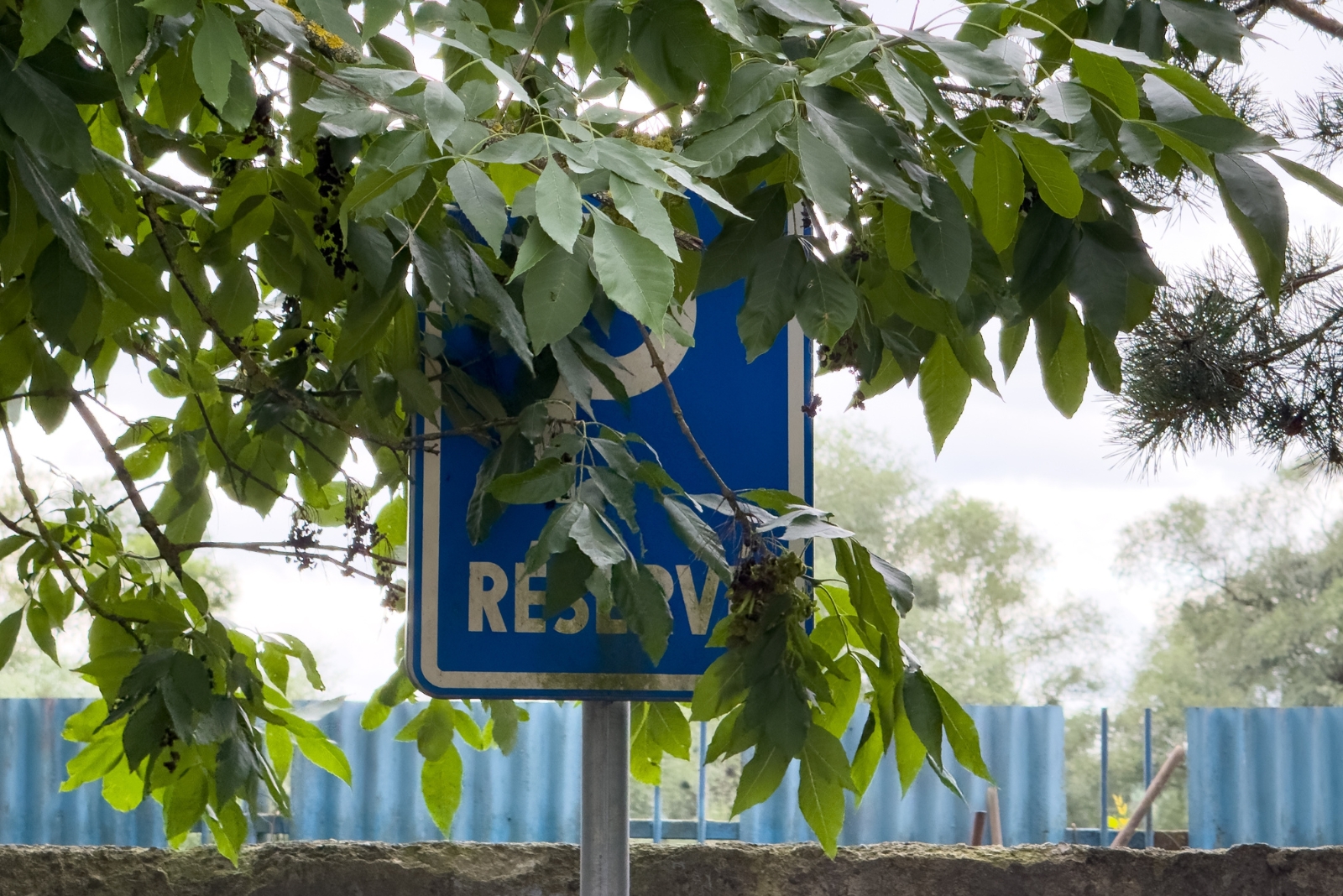 tree (featured image)