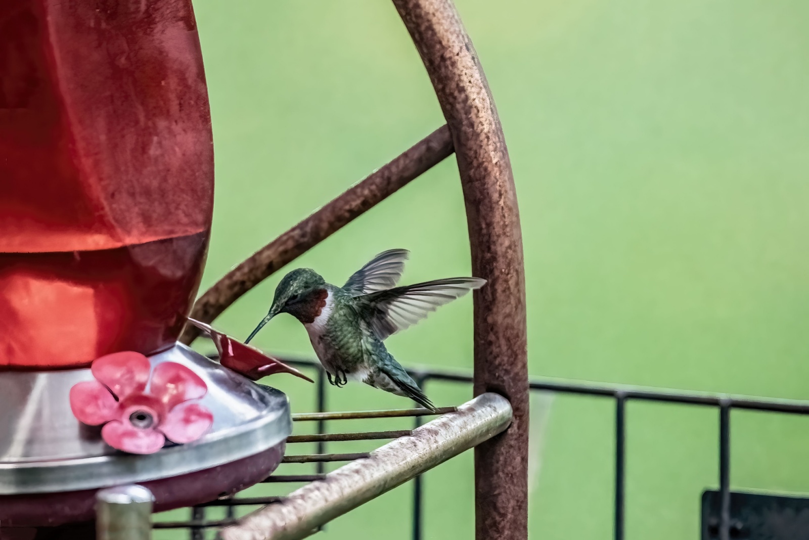 When To Safely Remove Hummingbird Feeders In Iowa