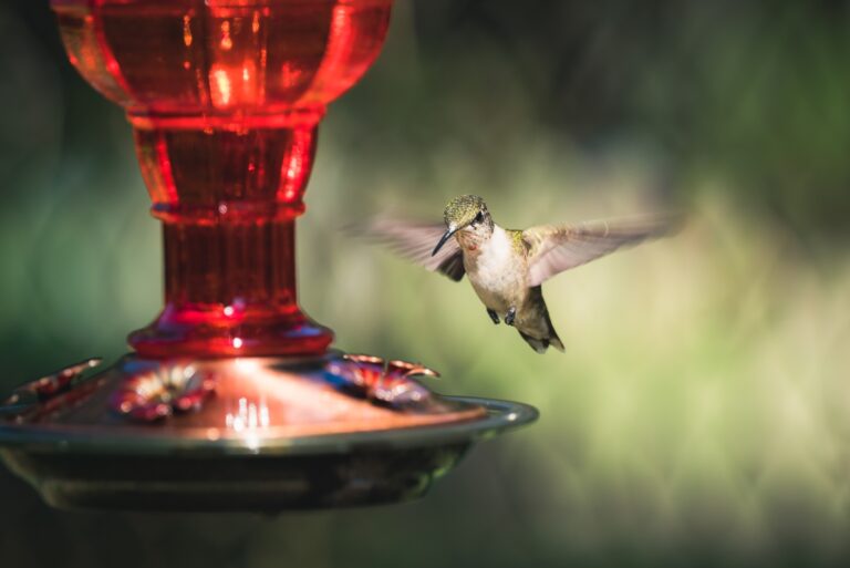 hummingbird feeder