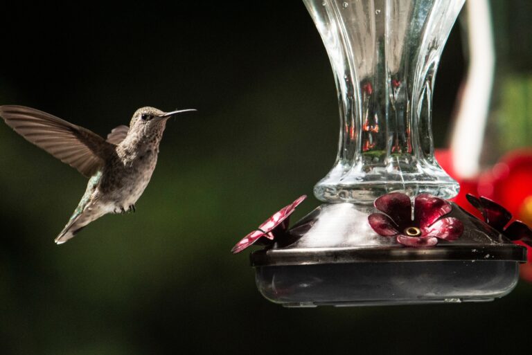 hummingbird approaches feeder