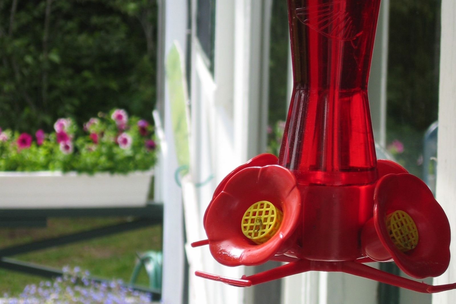 When Virginia Homeowners Should Take Down Their Hummingbird Feeders (And Why Timing Matters)