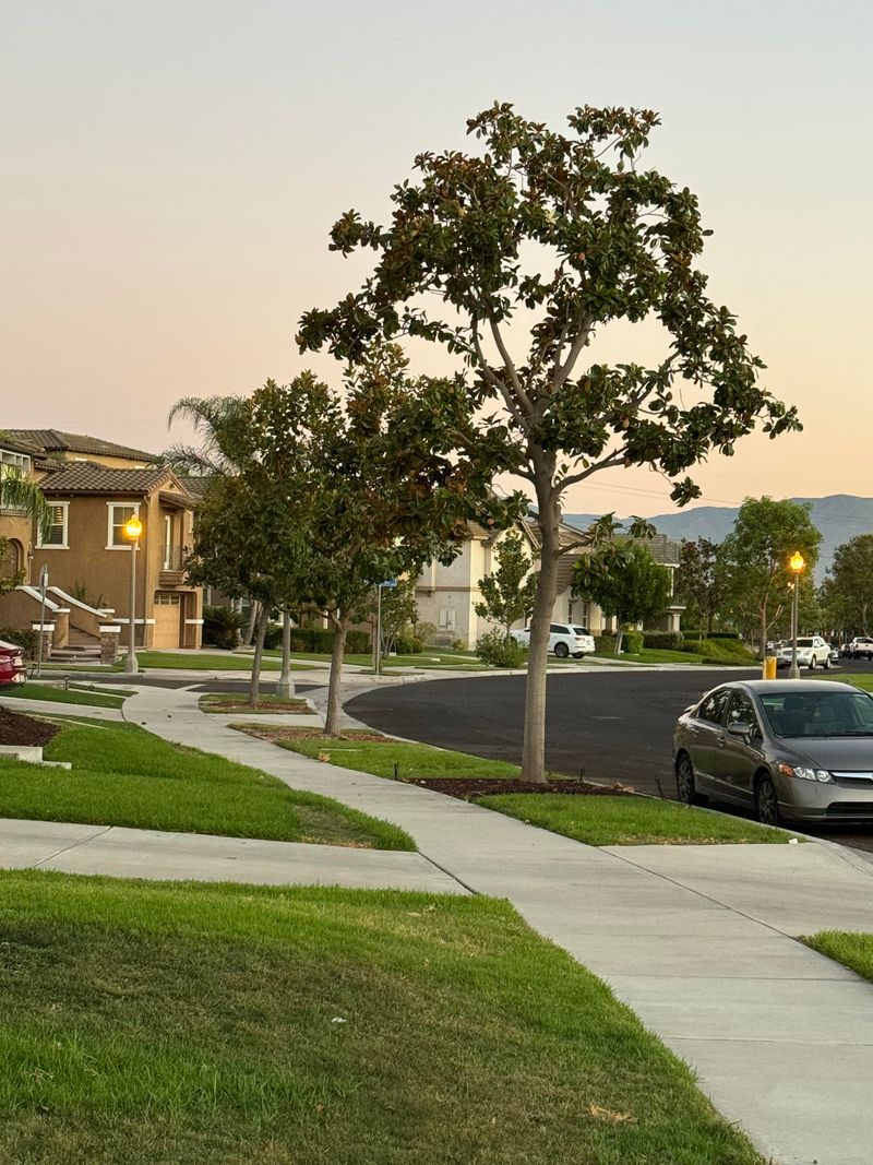 If the Tree Damages Public Infrastructure