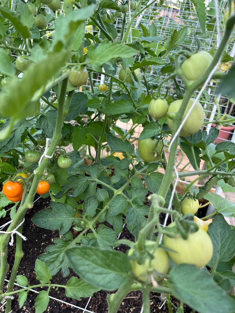 In Previously Untested Soil Near Old Buildings