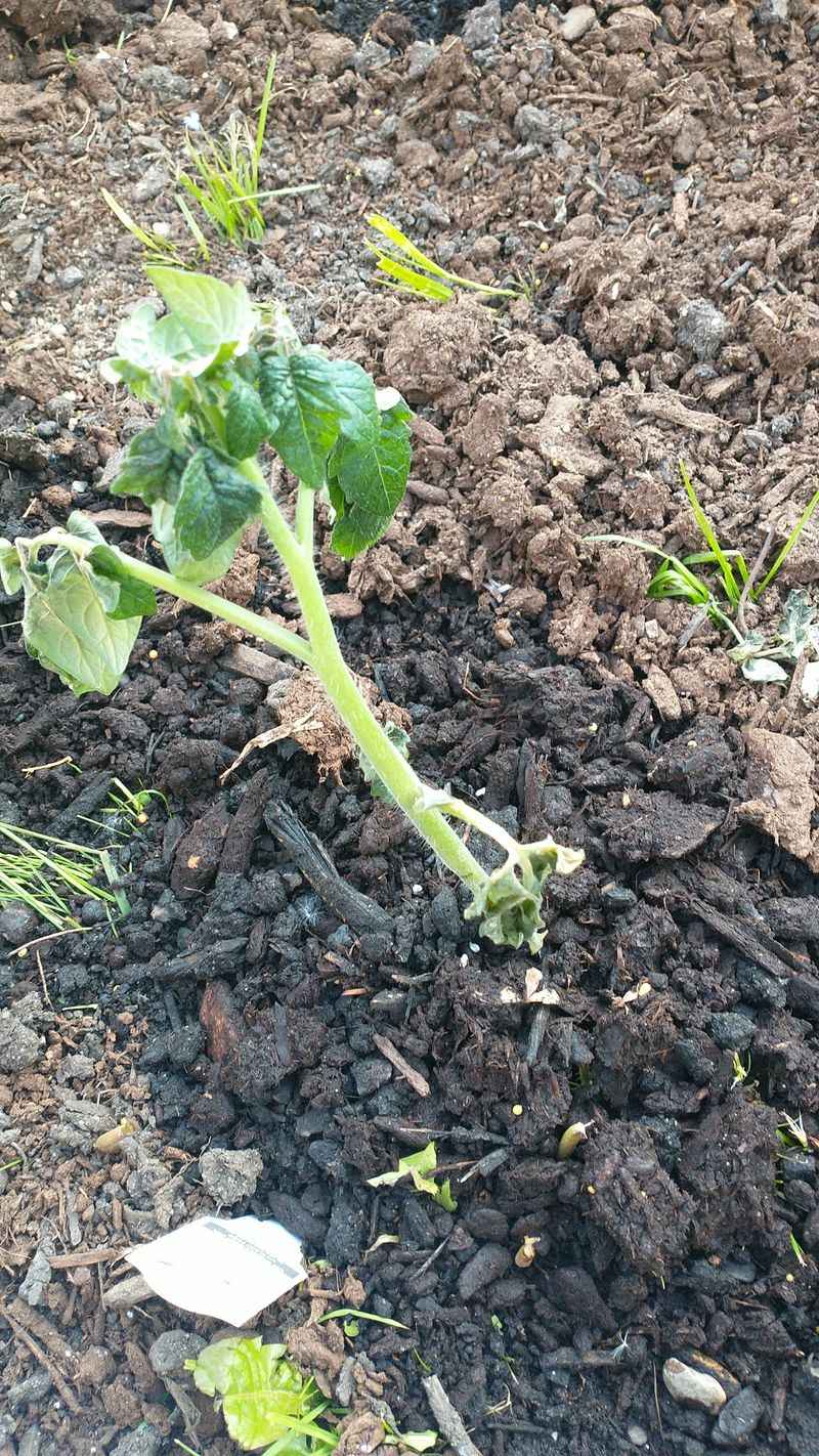 In Poorly Drained, Waterlogged Soil