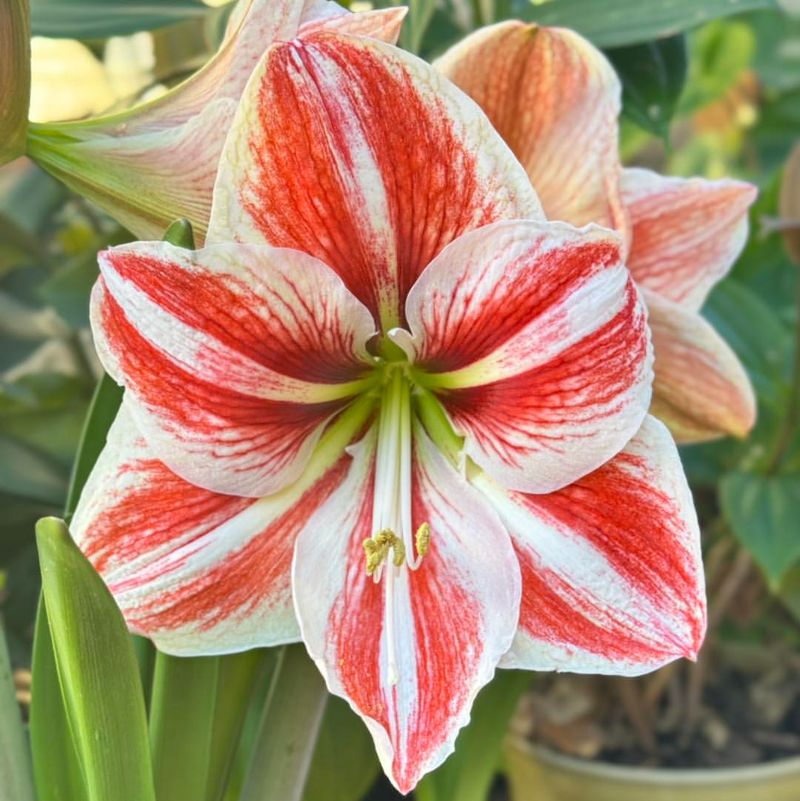 Striped Buds Create Unique Patterns