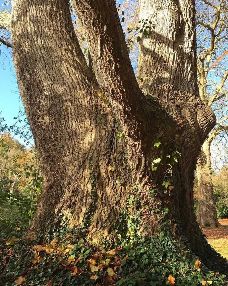 Tulip Tree (Champion Specimens)
