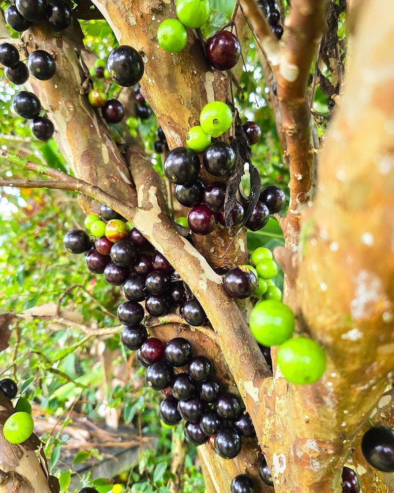 Jaboticaba