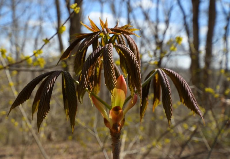 Ohio Buckeye