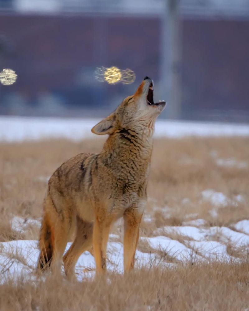 Coyotes