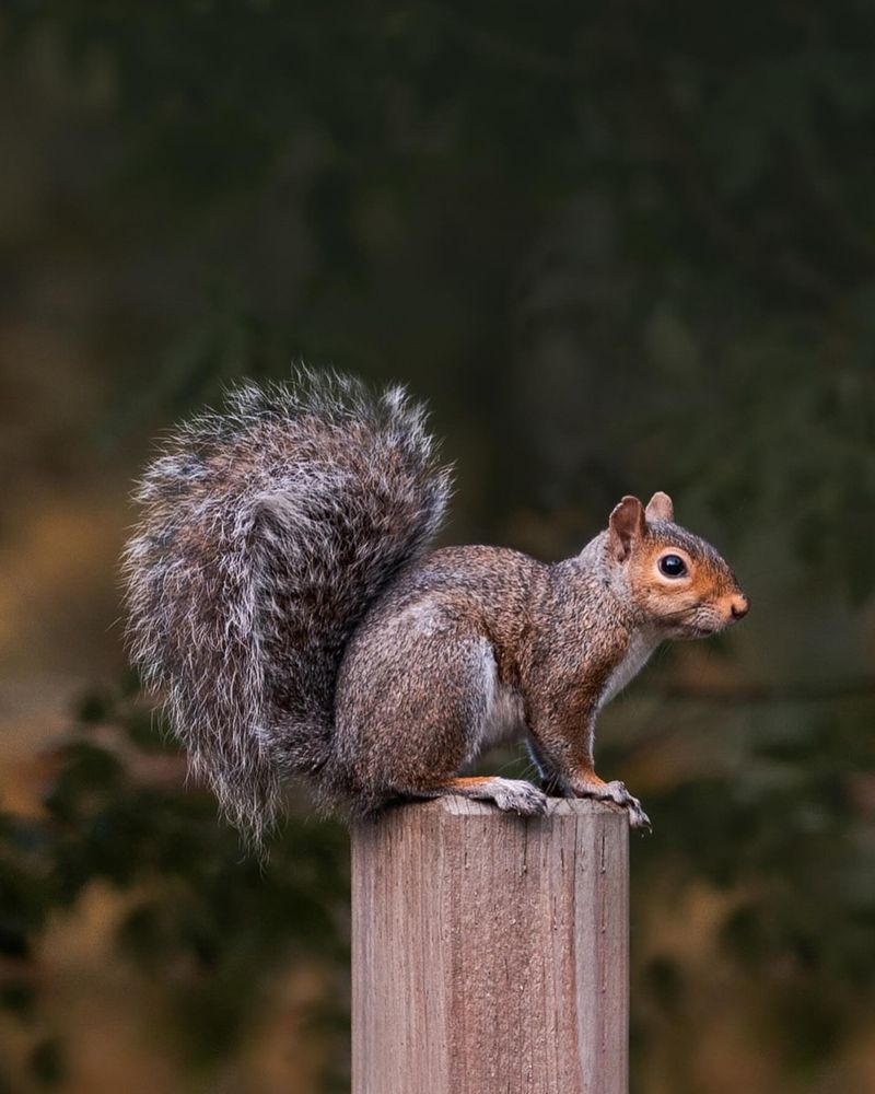 Eastern Gray Squirrel