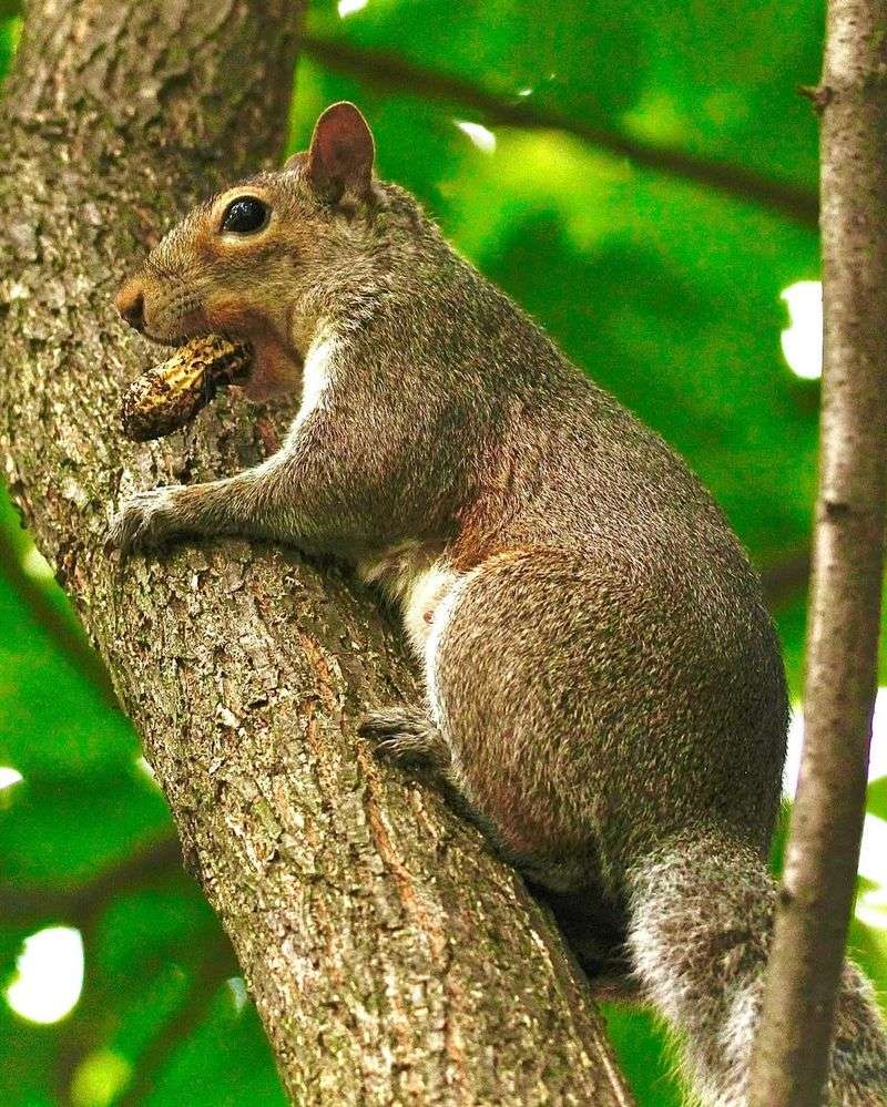 Eastern Gray Squirrel
