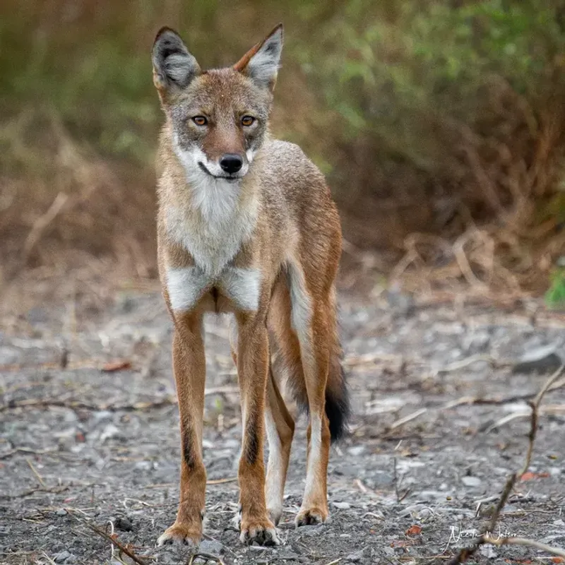 Eastern Coyote