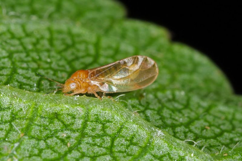 Psyllids Are Small But Create Big Sticky Problems