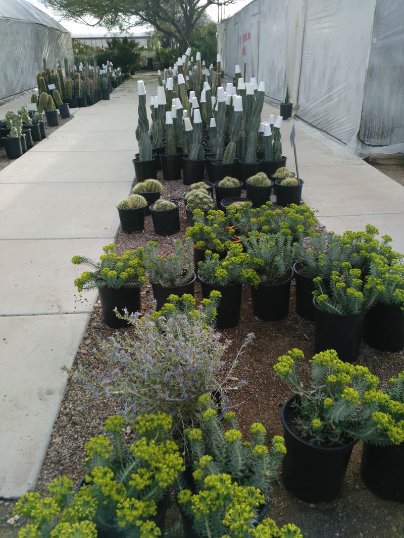 Black Mountain Nursery