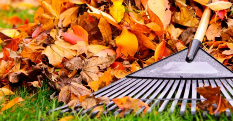 Who Bears Responsibility For Leaves That Blow Over From Neighbor’s Tree In North Carolina