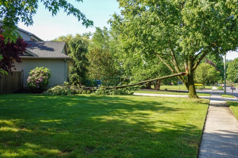 fallen tree in a texas yard