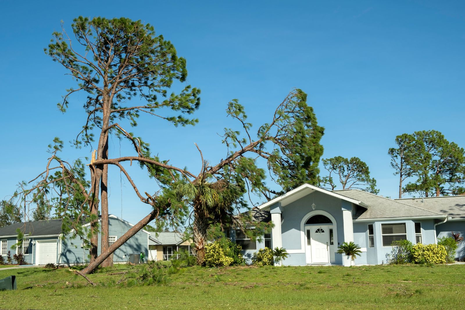 Who Holds Responsibility When A Neighbor’s Tree Falls Into Your Yard In California