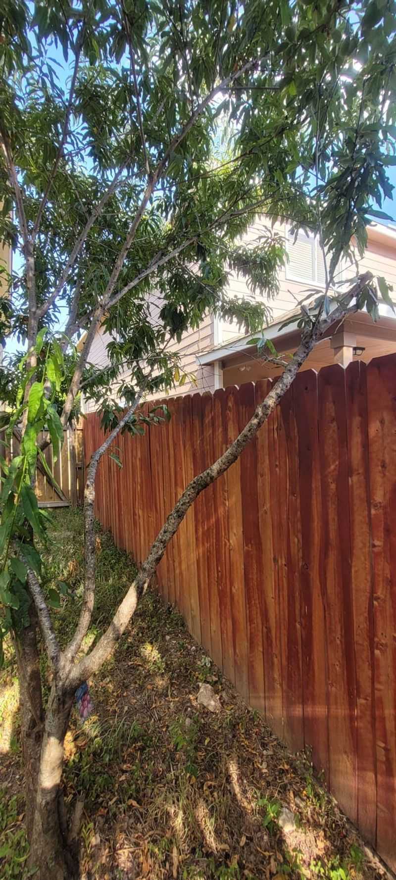 Branches Hanging Over Your Property Line