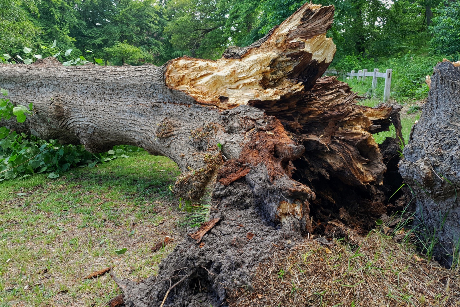 fallen tree in a frontyard