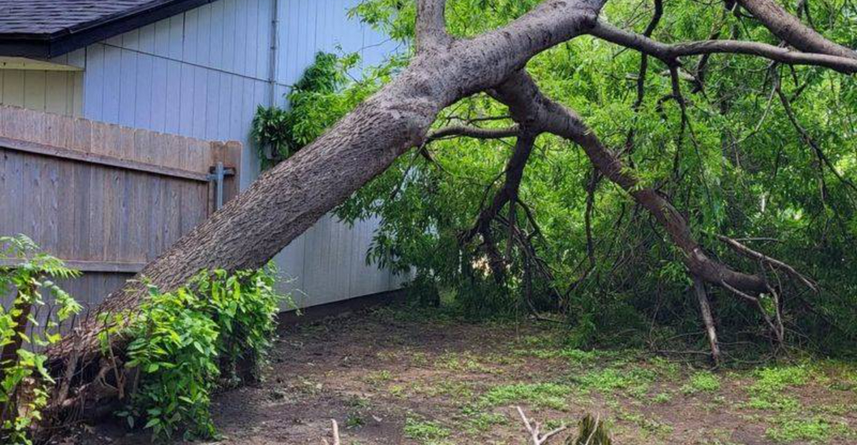 Who’s Responsible If A Neighbor’s Tree Damages Your Washington Property