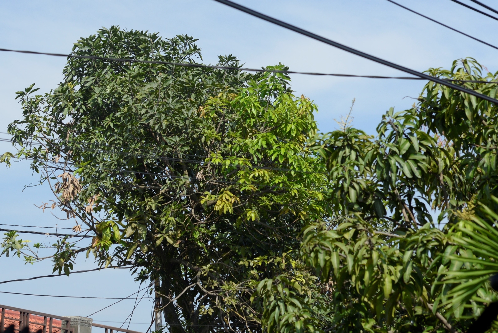 tree (featured image)