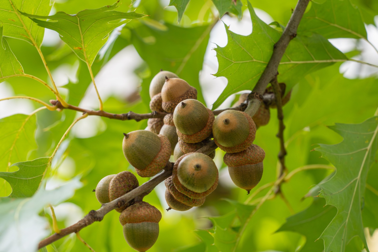 acorns on a small branch of the northern red oak