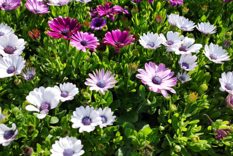 African daisies (featured image)