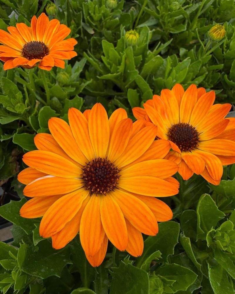 California's Mild Winter Temperatures