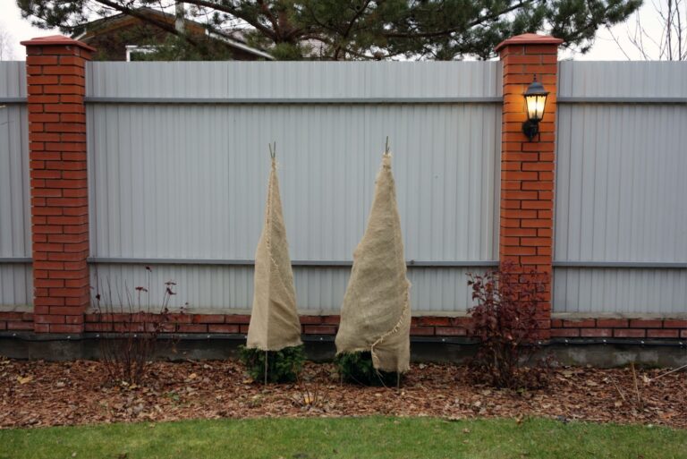 Two bushes of thuja wrapped in burlap