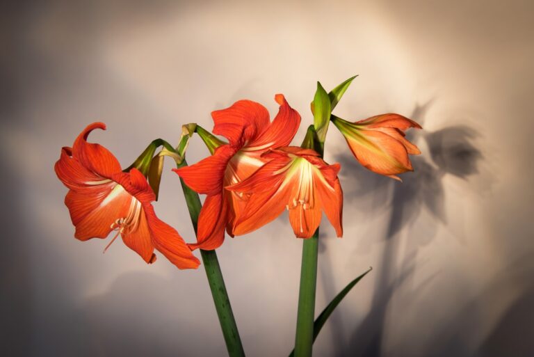 Amaryllis (featured image)