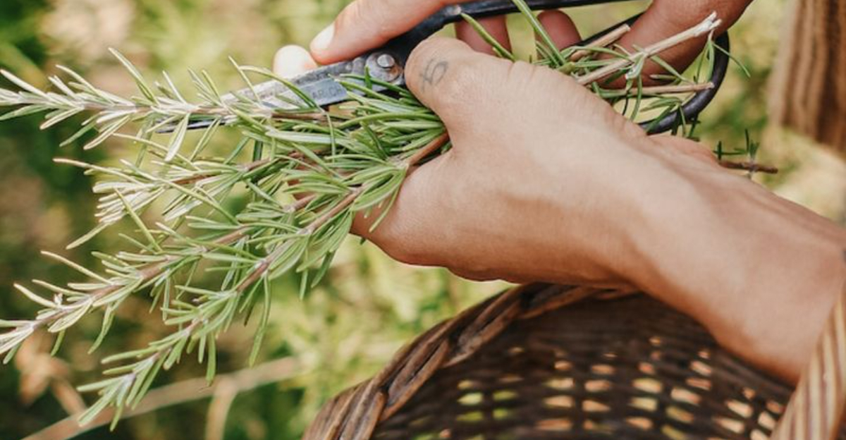 Why Arizona Homes Often Have Rosemary By The Door — And The Powers Behind The Tradition