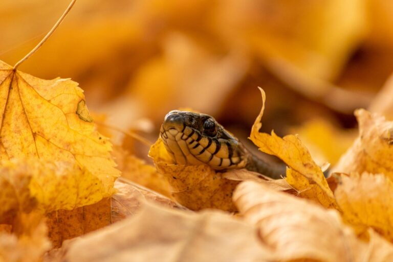 snake in pile of leaves