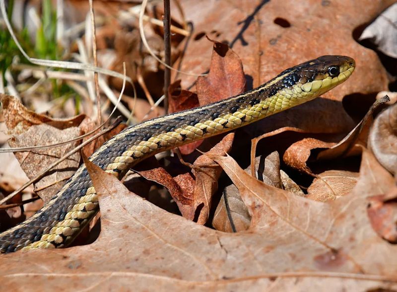 Leaf Piles Attract Rodents And Snakes