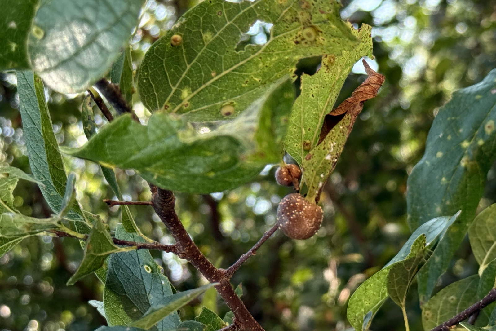 Why Arkansas Trees Grow Leaf Balls That Aren’t Bird Nests